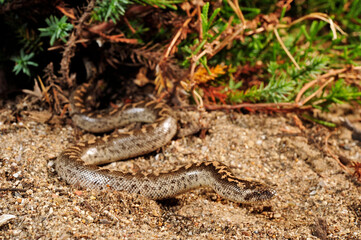Javelin sand boa // Westliche Sandboa (Eryx jaculus)