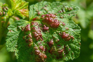 Branch of fruit tree with wrinkled leaves affected by black aphid. Cherry aphids, black fly on cherry tree, severe damage from garden pests