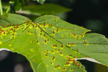 Acer opalus subsp granatensis parasitized leaf with gills of intense red color from Aceria cf...