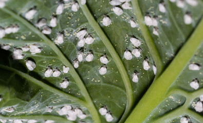 Whitefly Aleyrodes proletella agricultural pest on cabbage leaf