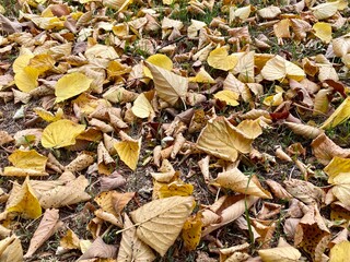 autumn leaves on the ground