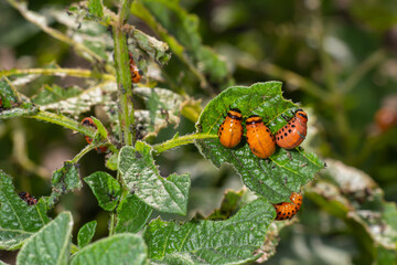 potato cultivation destroyed by larvae and beetles of Colorado potato beetle, Leptinotarsa decemlineata, also known as the Colorado beetle, the ten-striped spearman, the ten-lined potato beetle