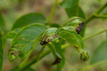 Walnut anthracnose or walnut black spot - Gnomonia, Ophiognomonia leptostyla, fungal plant pathogen