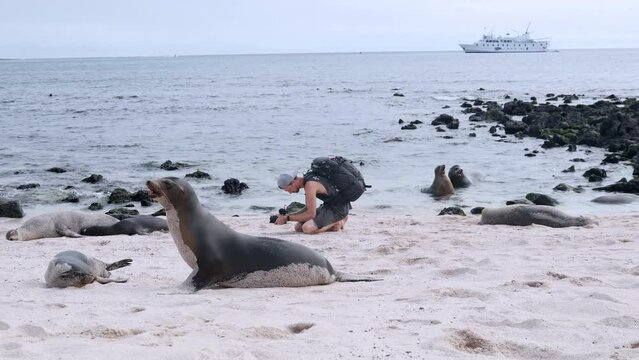 Male Tourist Kneeling Wearing Backpack Filming Galapagos Sea Lions On Playa Punta Beach At San Cristobal Island