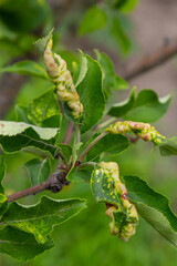 Rosy leaf-curling apple aphids, Dysaphis devecta, apple tree pest. Detail of affected leaf