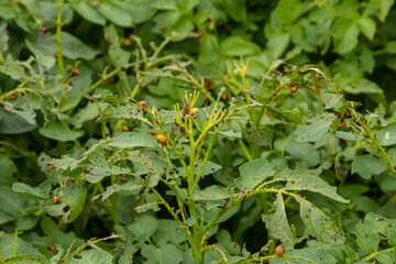 potato cultivation destroyed by larvae and beetles of Colorado potato beetle, Leptinotarsa decemlineata, also known as the Colorado beetle, the ten-striped spearman, the ten-lined potato beetle