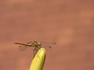 The vagrant darter (Sympetrum vulgatum)