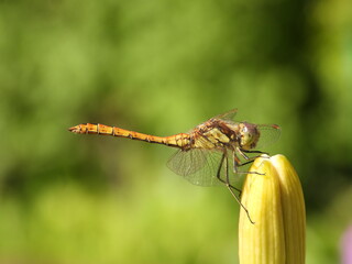 The vagrant darter (Sympetrum vulgatum)