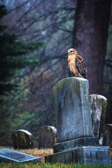 hawk on a tombstone