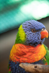 rainbow lorikeet parrot