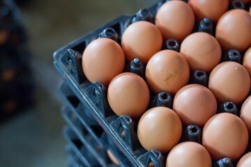 farming, livestock, meat, line, worker, moving, belt, store, industrial, machine, indoor, staple, concept, process, agribusiness, transport, loading, pack, produce, quality, production, egg, food, far