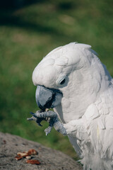 close up of a white parrot