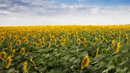 A field of blooming and ripening sunflowers in sunny weather