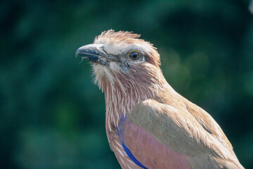 bird of prey