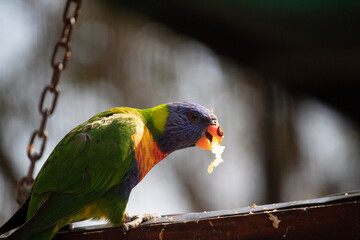 rainbow lorikeet parrot
