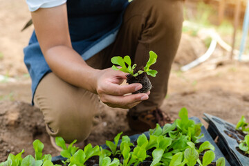 Close-up of a man hands gardening lettuce in farm  .