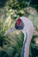 grey crowned crane