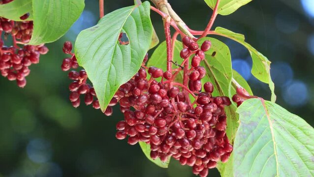 Close up of  Viburnum dilatatum with red berries on the tree. Linden arrowwood or linden viburnum fruits swaying in the wind.