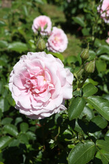 Pink rose (grade Hansa-Park, W. Kordes'Sohne, 1994) in Moscow garden. Buds, inflorescence of flower closeup. Summer nature. Postcard with pink rose. Roses blooming. Pink flowers, rose blossom. Photo