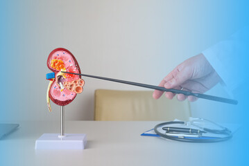 doctor nephrologist pointing at fat in renal sinus on a kidney mockup on his desktop