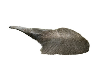  anteater, Myrmecophaga tridactyla, isolated on white background