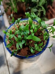 Coriander plant with pot in the early stage