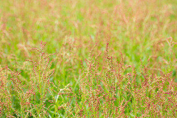 Sorrel flowers. Polygonaceae pernnial plants. The flowering season is from April to July. It is a wild vegetable and can be used for medicinal purposes.