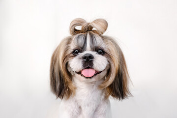 Cute funny shih tzu breed dog outdoors. Dog grooming. Funny dog at the city
