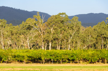 Vineyard lit by the late afternoon autumn sun - Whitfield, Victoria, Australia