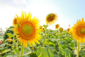 sunflower in the garden sky background