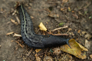 Black snail in nature after rain