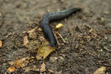 Black snail in nature after rain