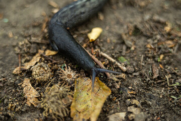 Black snail in nature after rain