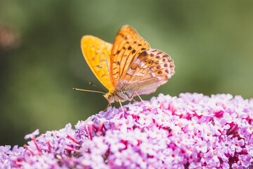 Schmetterling