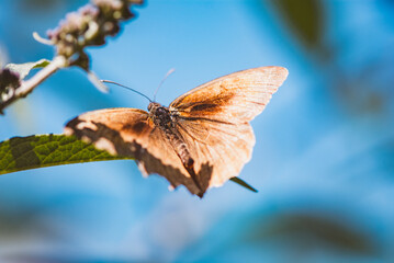 Schmetterling