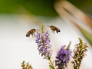 worker honey bees in flight collecting nectar from wild flowers