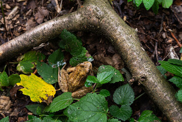 common European frog in summer  forest