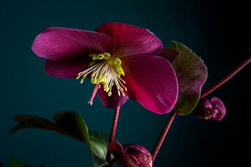 Low key photography of Hellebore on a green background