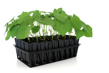 Runner bean plants growing in root trainer seedling tray to develop growth prior to planting out....
