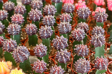 Colorful small cactus is beautiful in the garden.