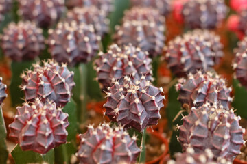 Colorful small cactus is beautiful in the garden.