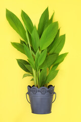 Turmeric plant growing in metal pot. Organic healthy homegrown produce, high in polypehnols, flavonoids, antioxidants. Roots used in cooking and herbal plant based medicine on yellow background.