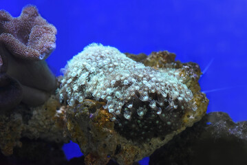 The goniopora coral in aquarium closeup