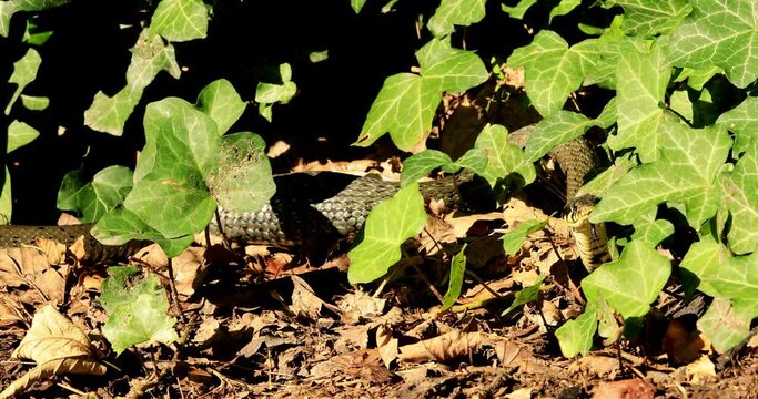 wąż, Zaskroniec zwyczajny (Natrix natrix), snake