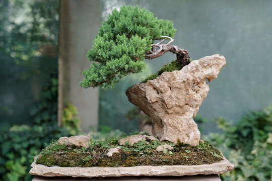 Traditional Japanese bonsai juniper tree with crooked trunk on a rock in plant nursery. Gardening , ikebana, plant lovers, unusual hobby concept