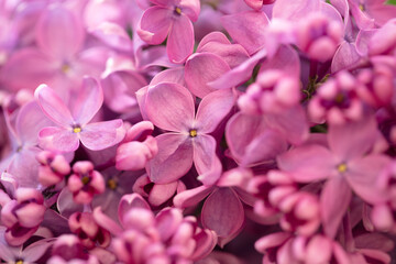 Beautiful lilac flowers in nature.