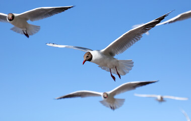 A flock of seagulls in flight against a sky.