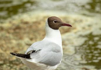 Portrait of a seagull bird in nature.