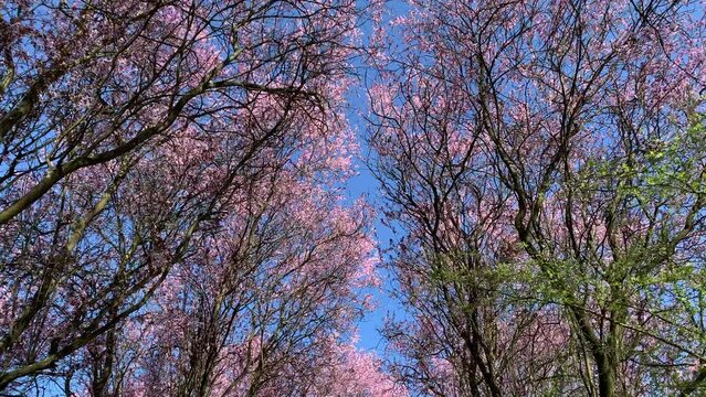 Pink cherry or red plum blossom on bright blue sky as slowly moving in light breeze
