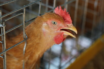 Chicken eggs and chickens eating food in farm.